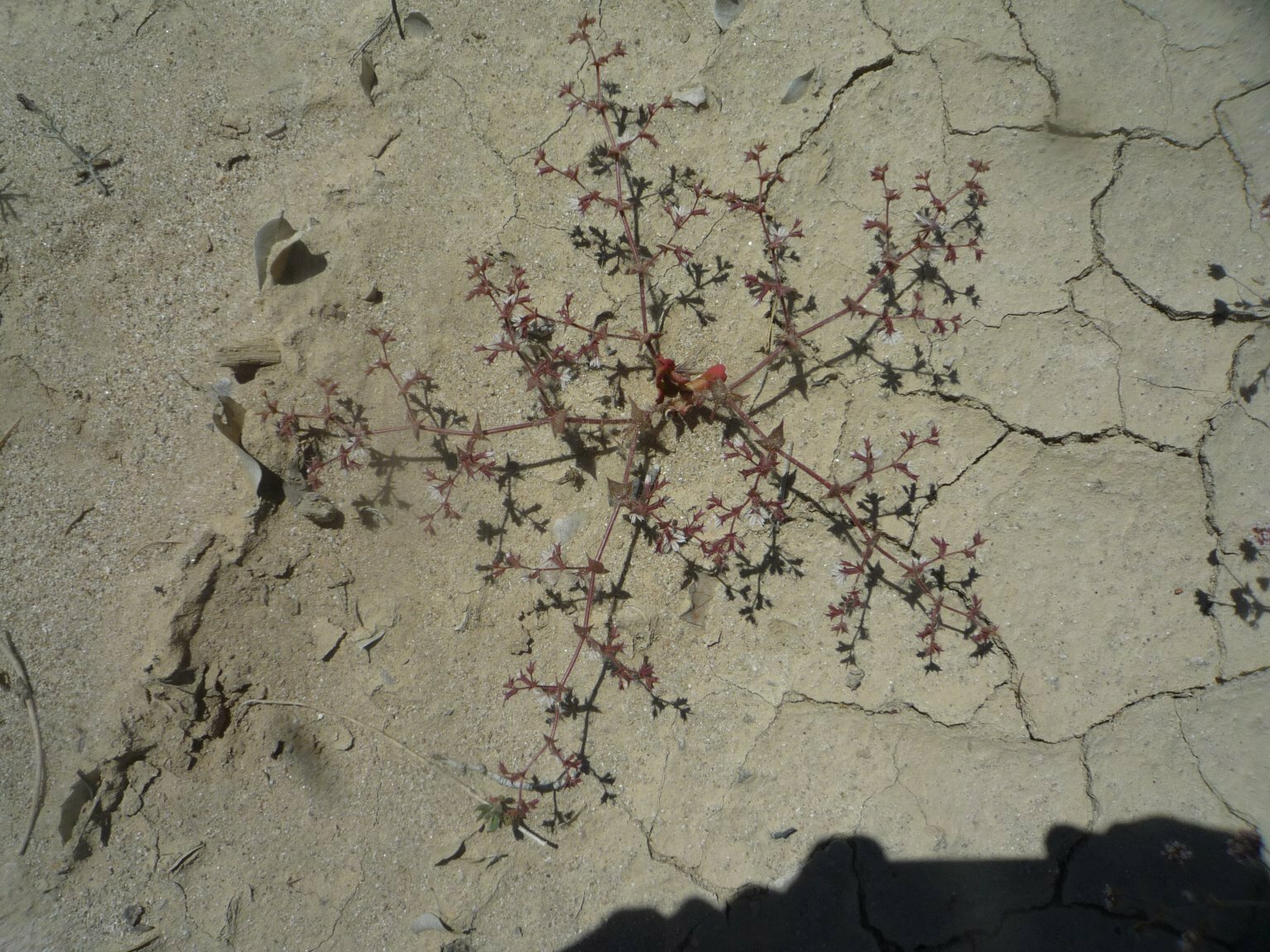 High Resolution Mucronea perfoliata Plant